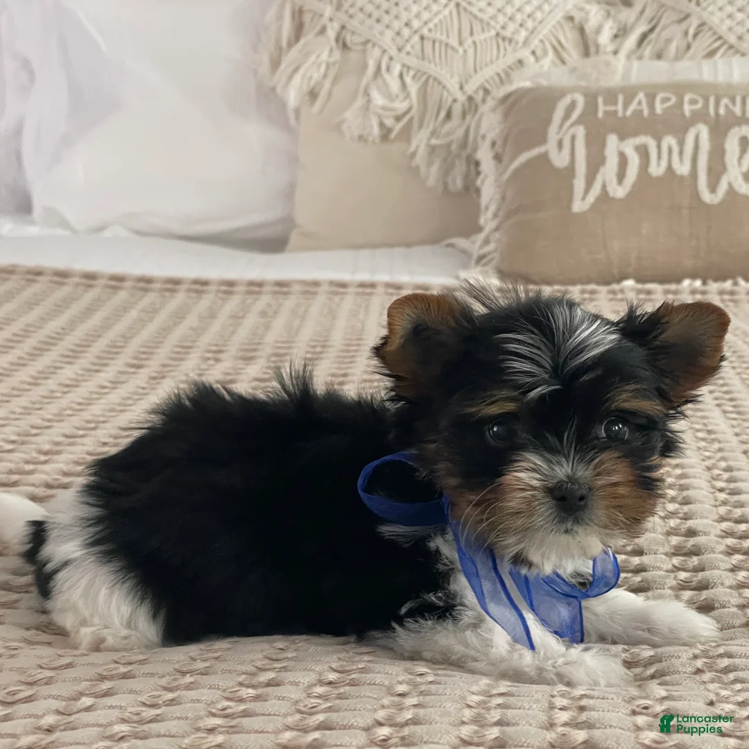 Biewer Terrier dogs for sale: Milo - Ad 8