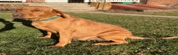 Labrador Retriever dogs for sale: Tippy - Ad 3