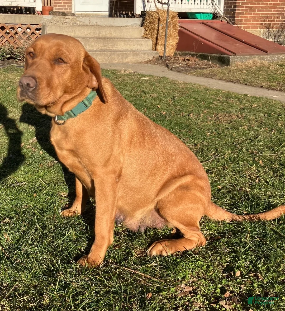 Labrador Retriever dogs for sale: Tippy - Ad 3