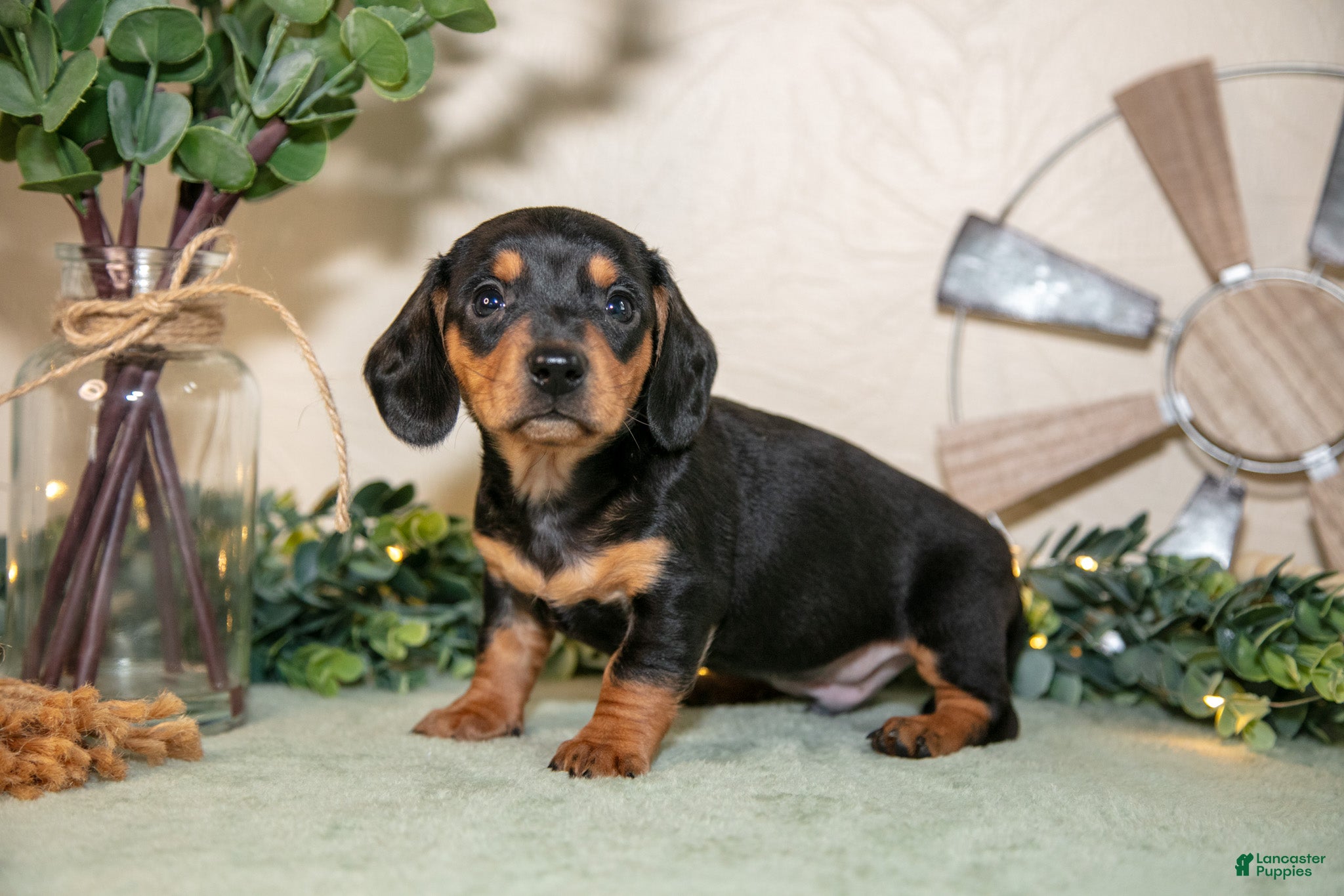 Miniature Dachshund dogs Scott - Ad 1