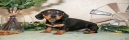 Miniature Dachshund dogs for sale: Scott - Ad 1