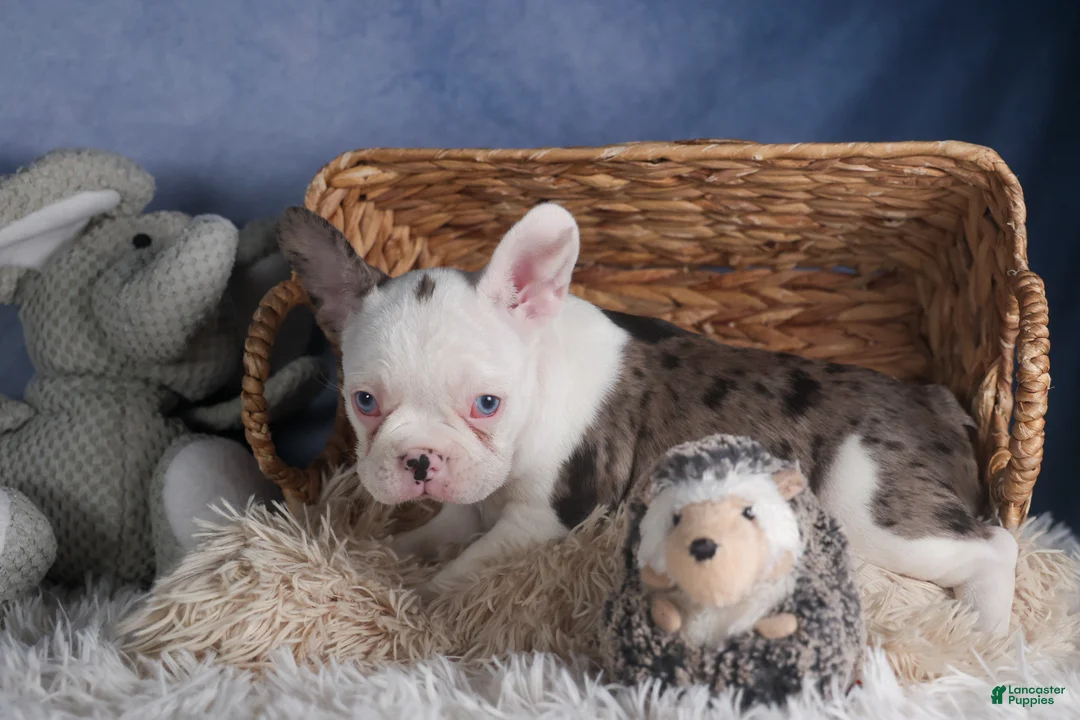 Frenchton dogs for sale: IZZY - Ad 15