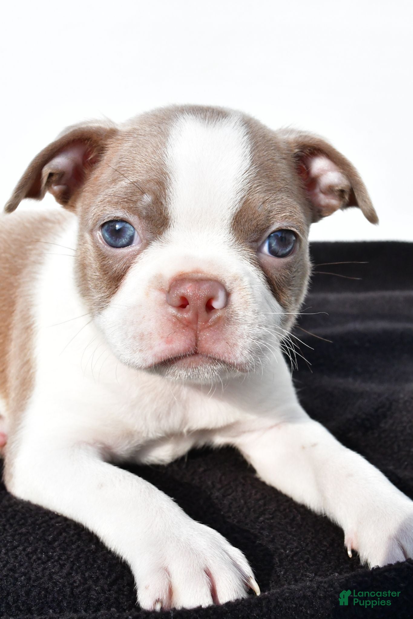 Boston Terrier dogs Beau - Ad 2
