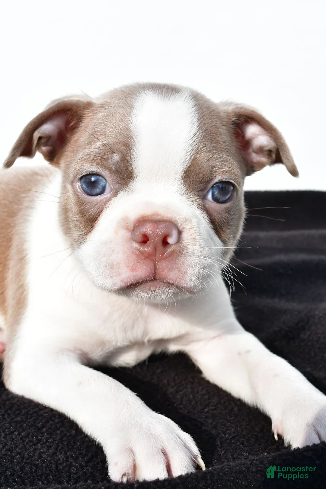 Boston Terrier dogs for sale: Beau - Ad 2