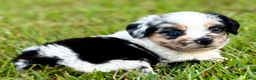 Toy Australian Shepherd dogs for sale: Lilly - Ad 3