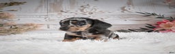 Miniature Dachshund dogs for sale: Phoenix-AKC - Ad 3
