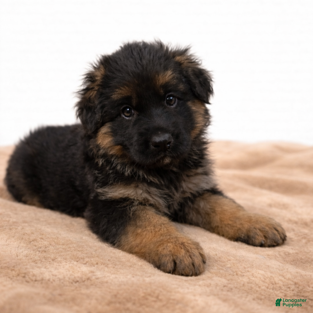 German Shepherd dogs Captain - Ad 17