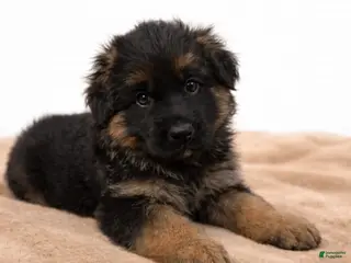 German Shepherd dogs Captain - Ad 17