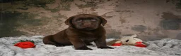 Labrador Retriever dogs for sale: Gem - Ad 7