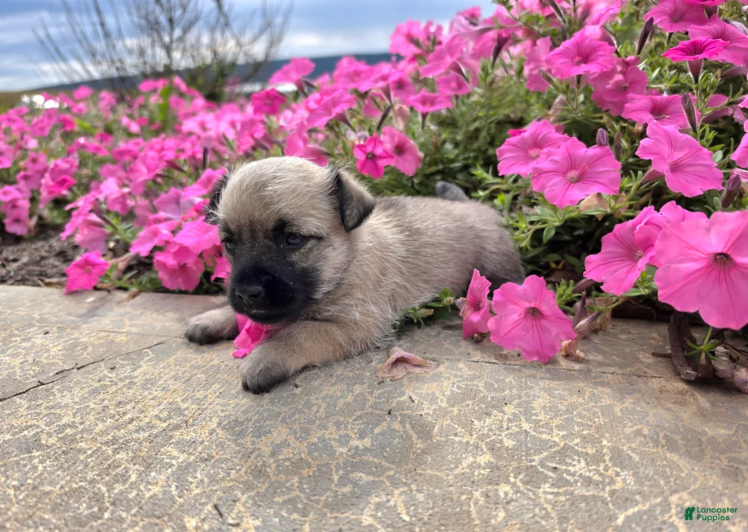 Cairn Terrier dogs for sale: Julie - Ad 2