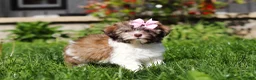 Havanese dogs for sale: Honey - Ad 5