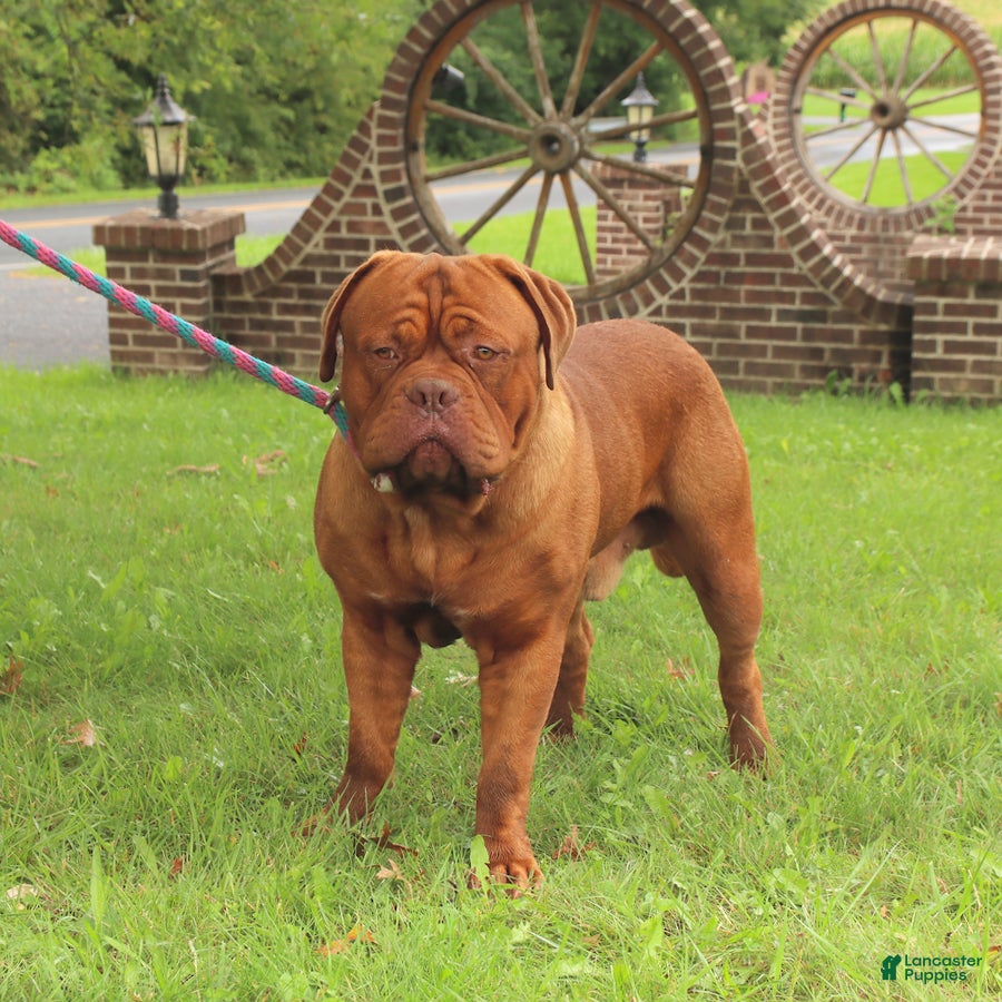 Dogue De Bordeaux American Bully Mastiff Mix Dogue De Bordeaux