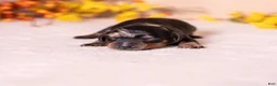 Miniature Dachshund dogs for sale: Cora - Ad 8