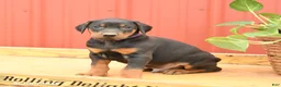 Doberman Pinscher dogs for sale: Woody - Ad 4