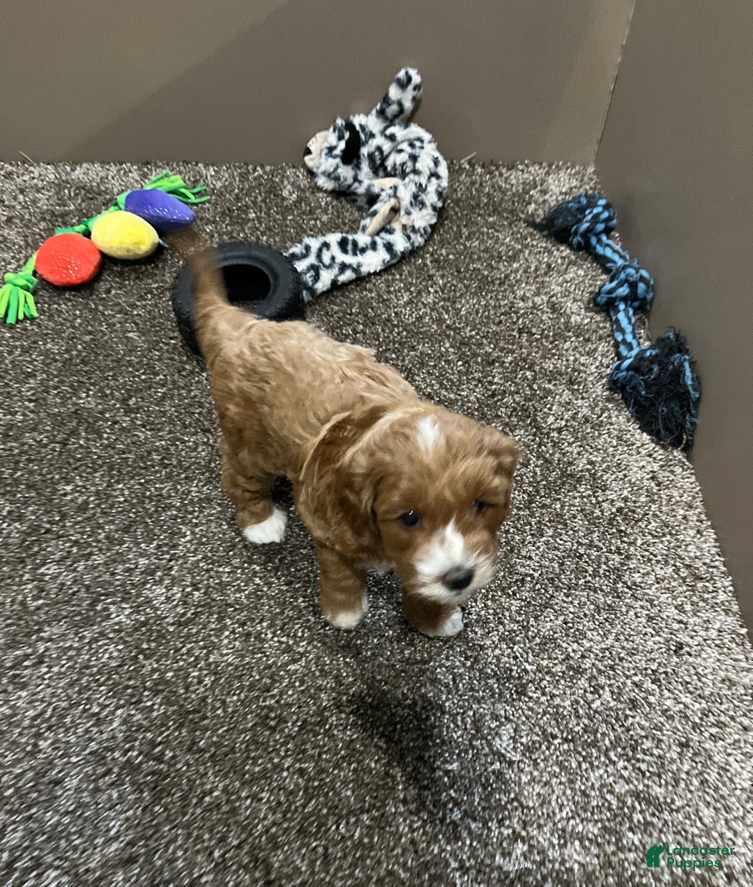 Mini Goldendoodle dogs for sale: Teddy - Ad 8