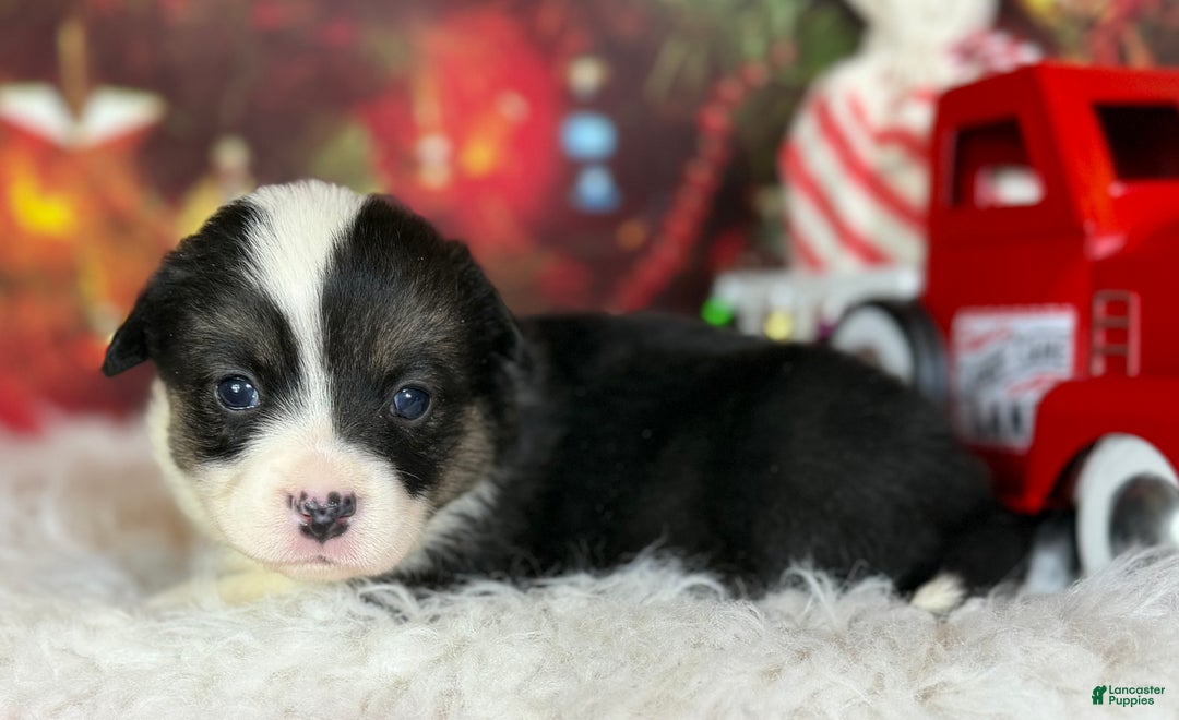 Welsh Corgi Pembroke dogs for sale: Aca twinkle DNA clear full tail fluffy/ Bluie carrier  - Ad 5