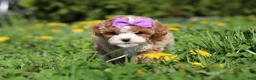 Cavapoo dogs for sale: Bella Rae - Ad 14