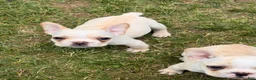 French Bulldog dogs for sale: Fire puppy number 1 - Ad 10