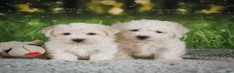 Bichon Frise dogs for sale: Romeo - Ad 10