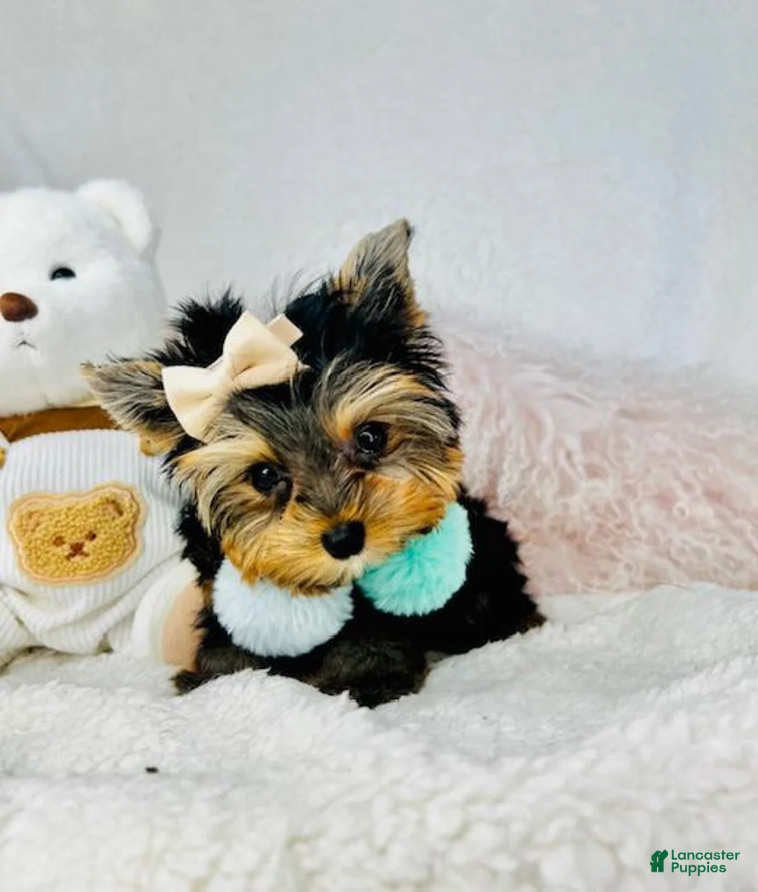Yorkshire Terrier dogs for sale: Yorkshire Terrier Puppy 2 - Ad 2