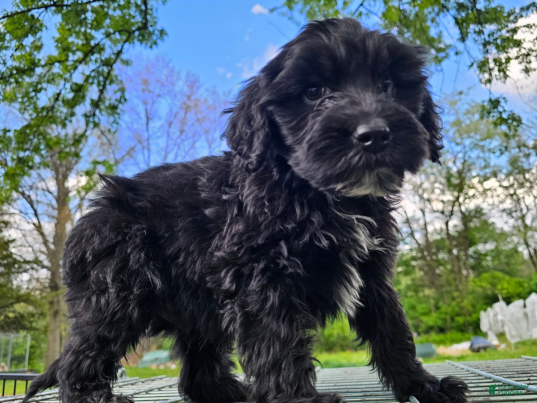 Portuguese Water Dog dogs Kaizer B. ❤️ - Ad 1
