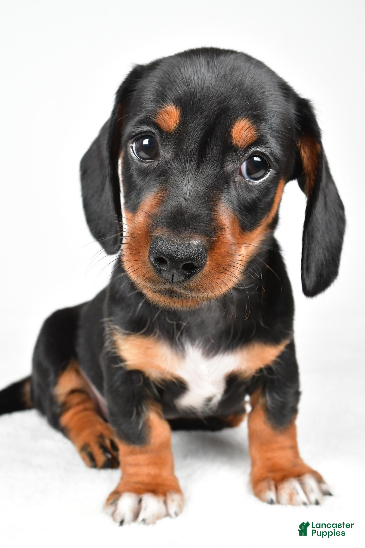 Miniature Dachshund dogs Lucy - Ad 2
