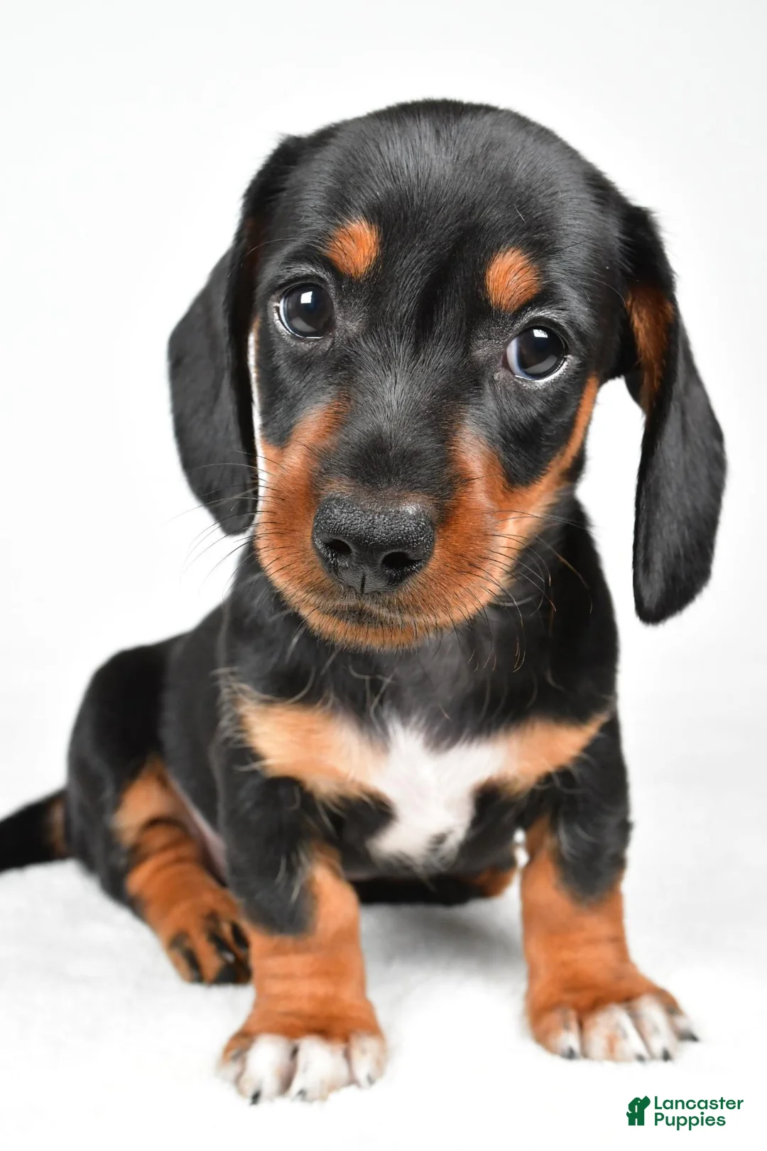Miniature Dachshund dogs for sale: Lucy - Ad 2