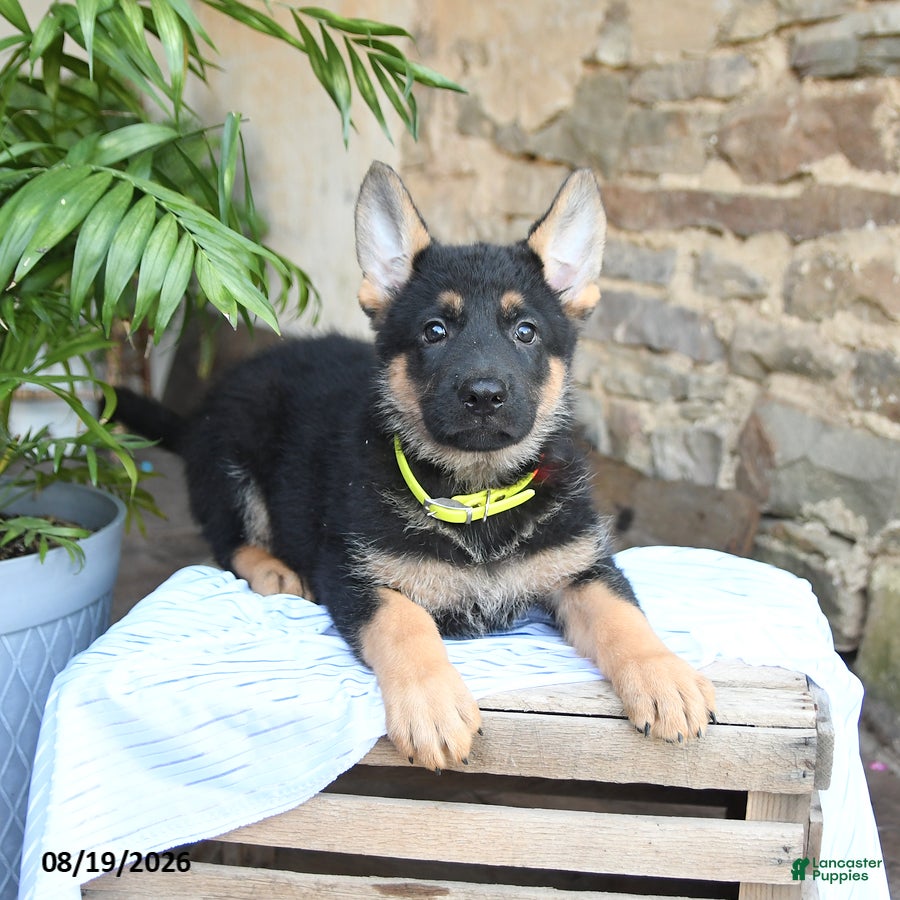 German Shepherd dogs Nacho - Ad 2