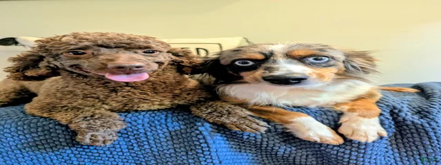 Foxy