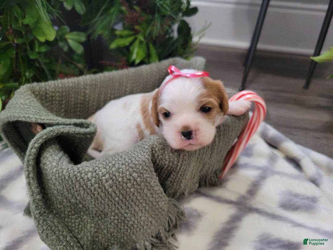 Cavalier King Charles Spaniel dogs for sale: Miles - Ad 2