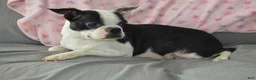 Boston Terrier dogs for sale: Quenny - Ad 4