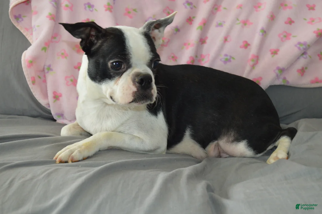 Boston Terrier dogs for sale: Quenny - Ad 4