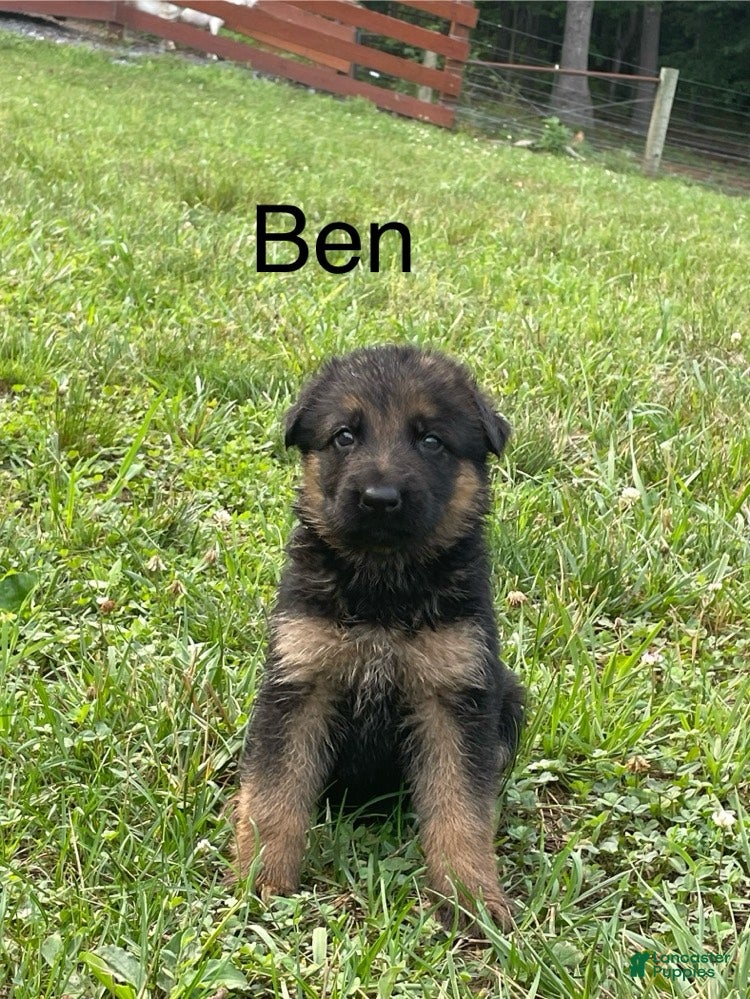 German Shepherd dogs Ben - Ad 1