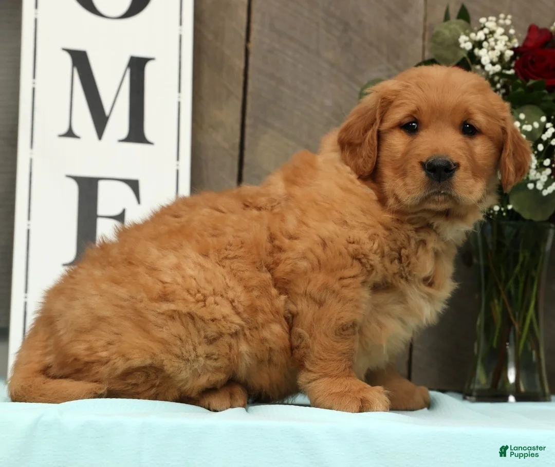 Golden Retriever dogs for sale: Austin - Ad 6