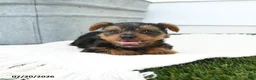 Yorkshire Terrier dogs for sale: Luxe - Ad 3