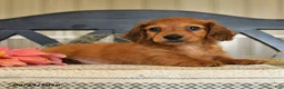 Miniature Dachshund dogs for sale: Otis - Ad 4