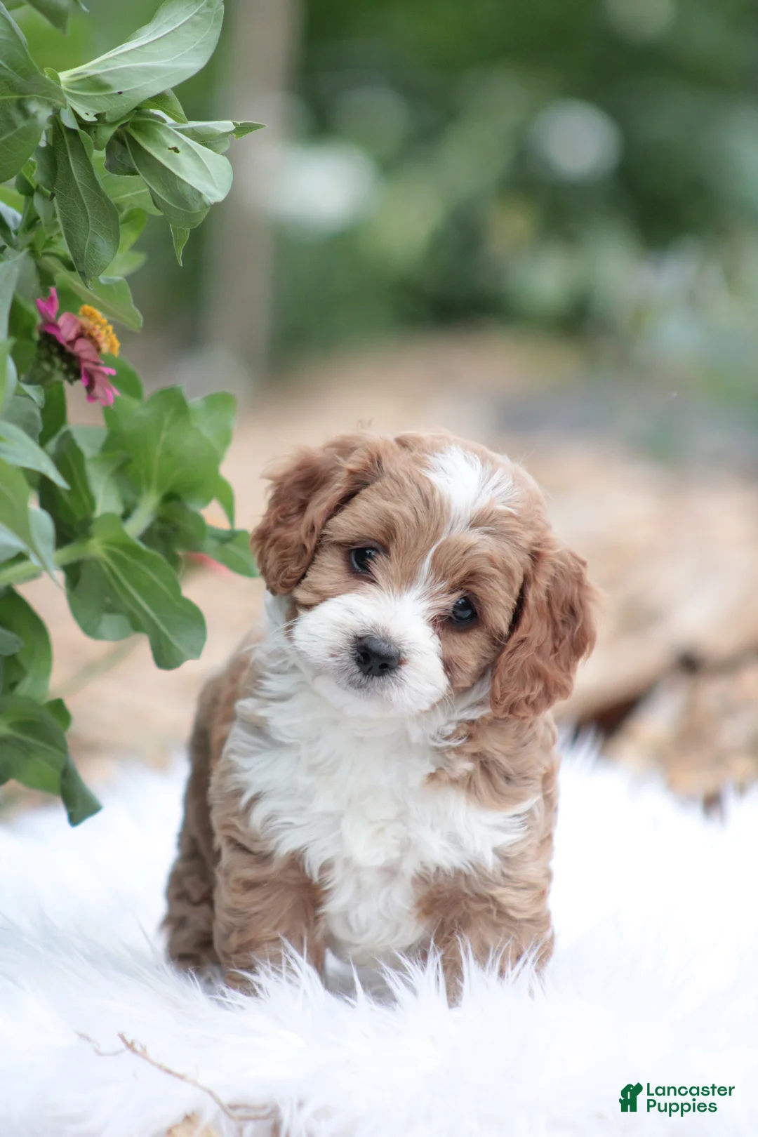 Cavapoo dogs for sale: Jasmine  - Ad 1