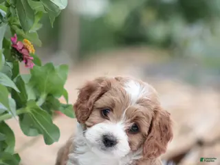 Cavapoo dogs Jasmine - Ad 28