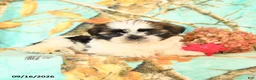 Shih Tzu dogs for sale: Lolipop - Ad 3