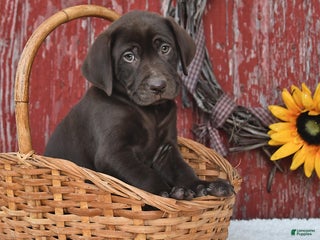 Labrador Retriever dogs - Ad 4