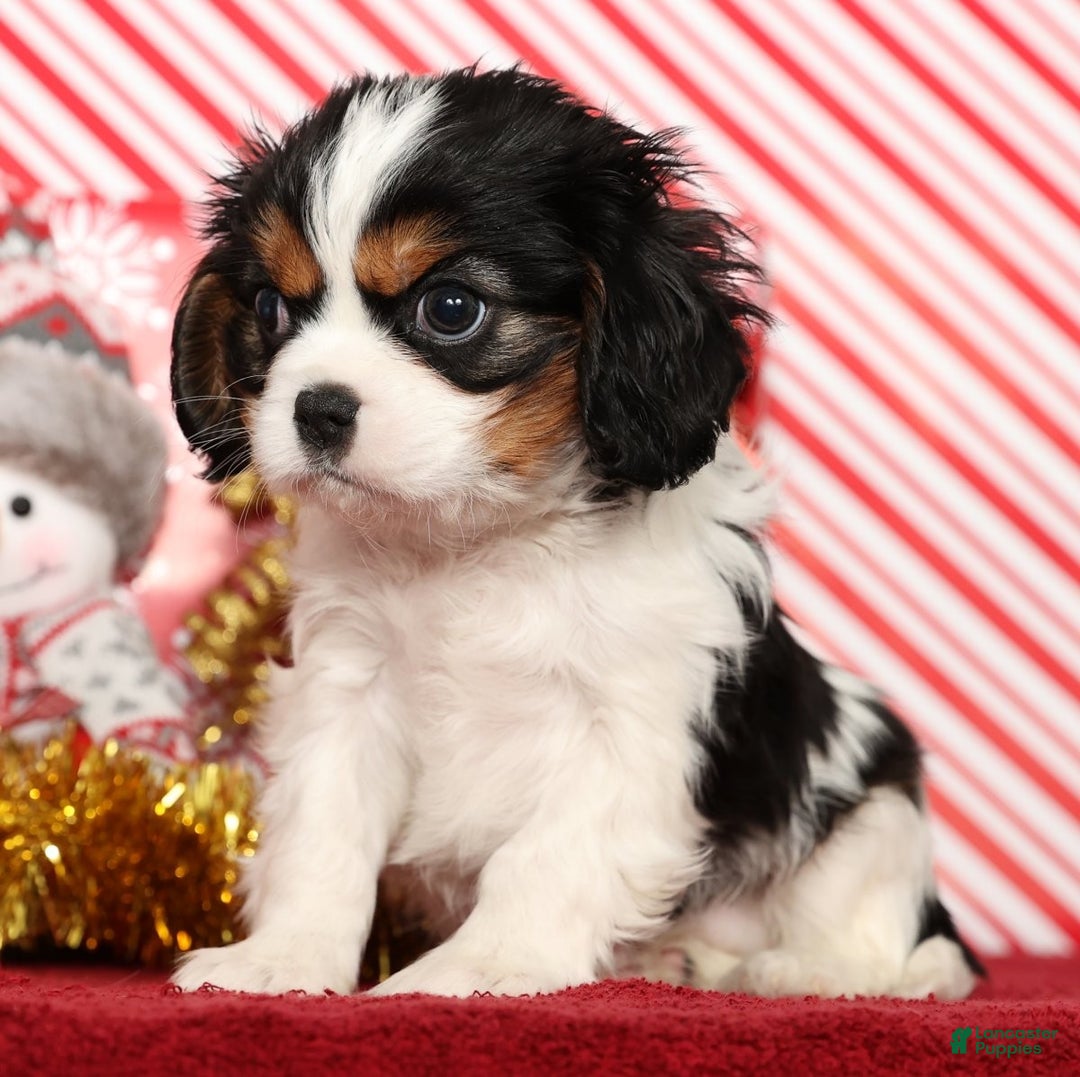 Cavalier King Charles Spaniel dogs for sale: Bo - Ad 1