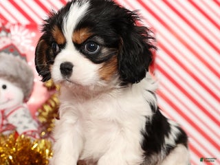 Cavalier King Charles Spaniel dogs Bo - Ad 15