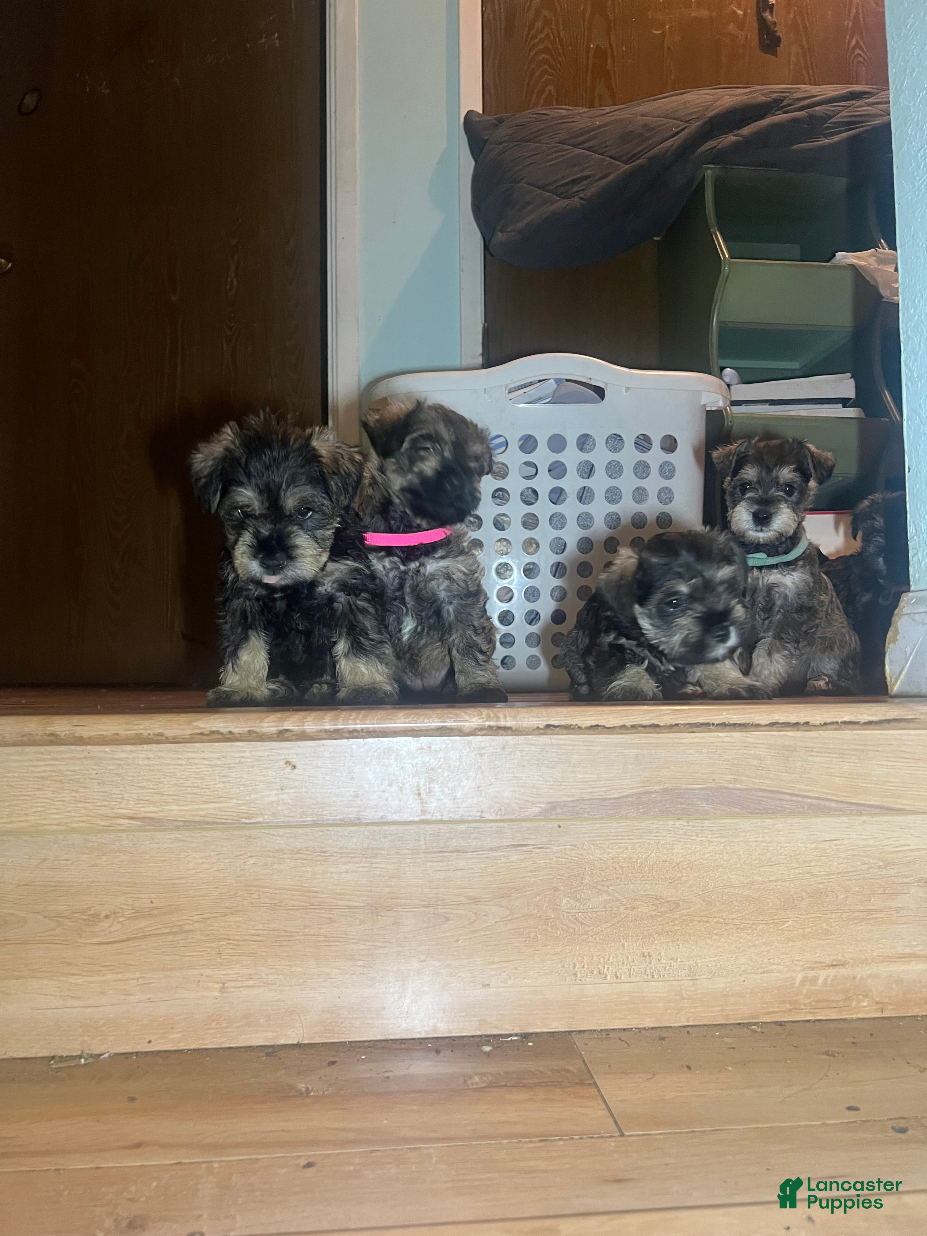 Miniature Schnauzer dogs Miniature Schnauzer Puppy 6 - Ad 1