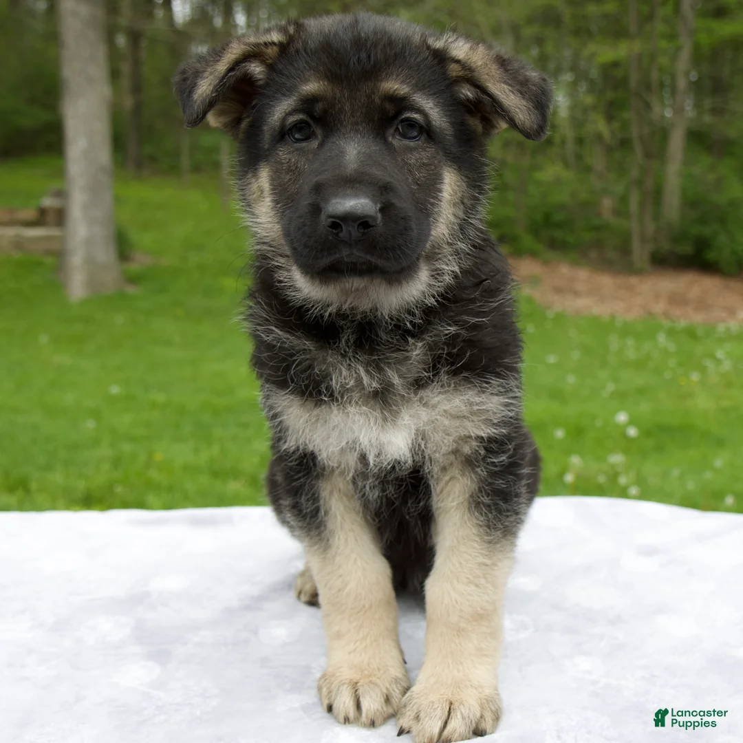 German Shepherd dogs for sale: Iris - Ad 1