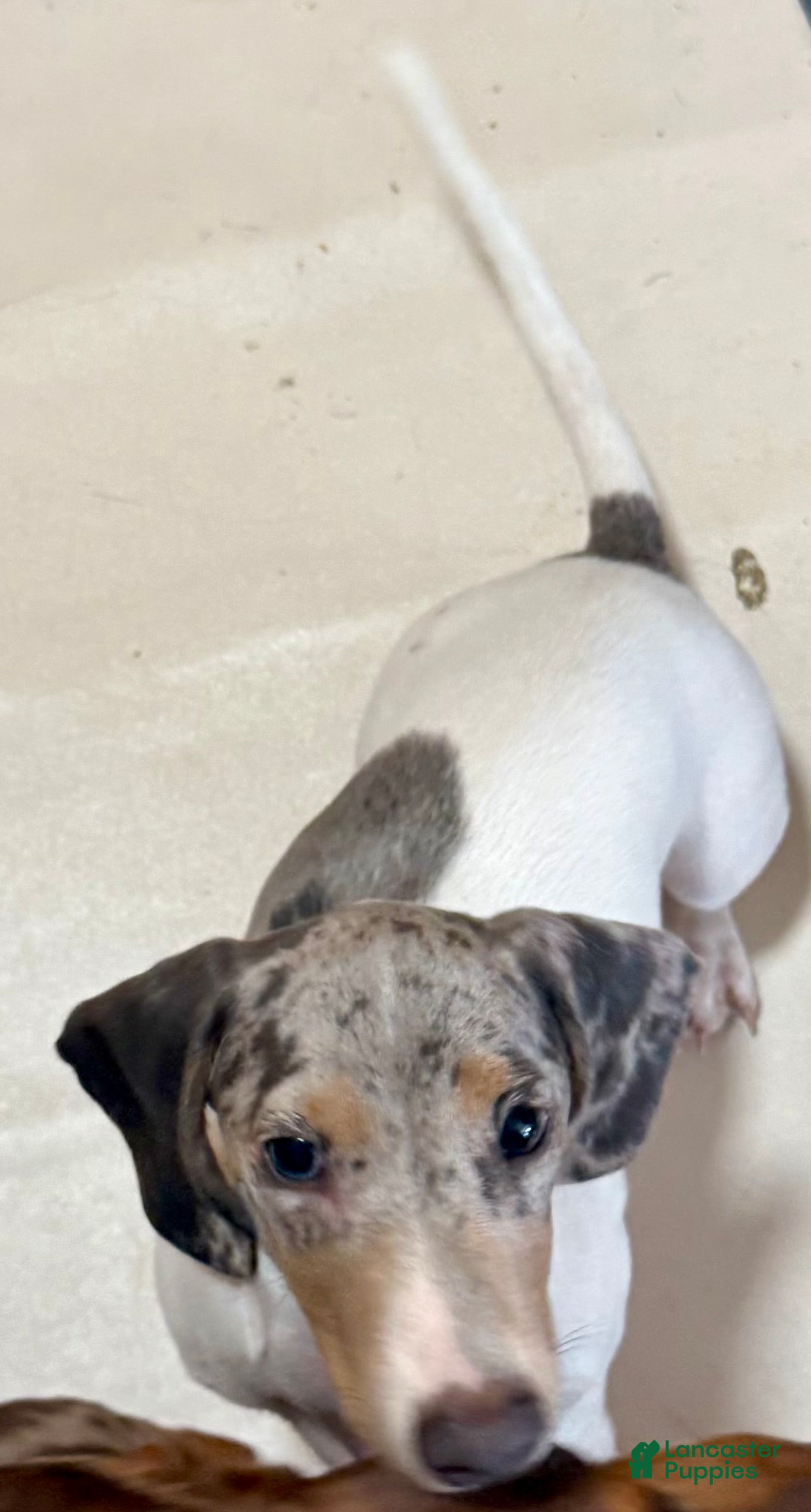 Miniature Dachshund dogs Miniature Dachshund  - Ad 30