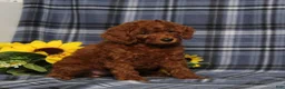 Miniature Poodle dogs for sale: Delaney - Ad 5