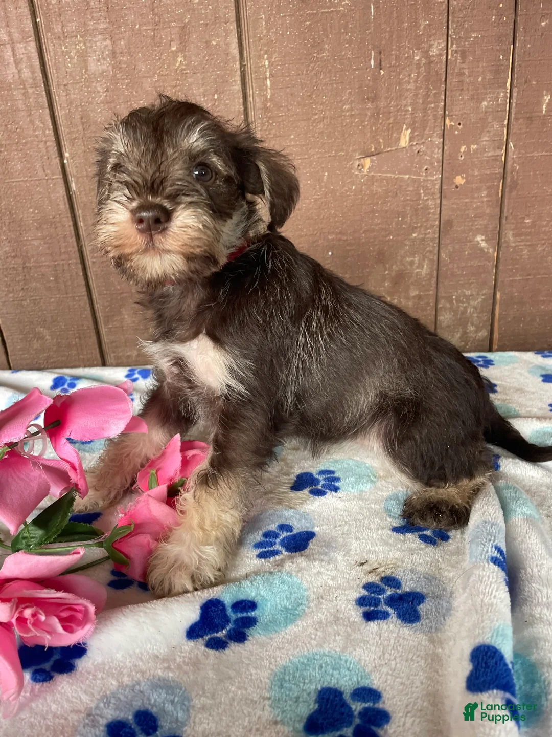 Miniature Schnauzer dogs for sale: Hilda - Ad 4