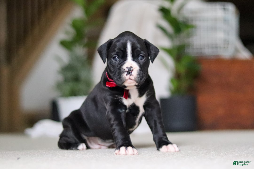 Boxer dogs for sale: Sammy - Ad 4