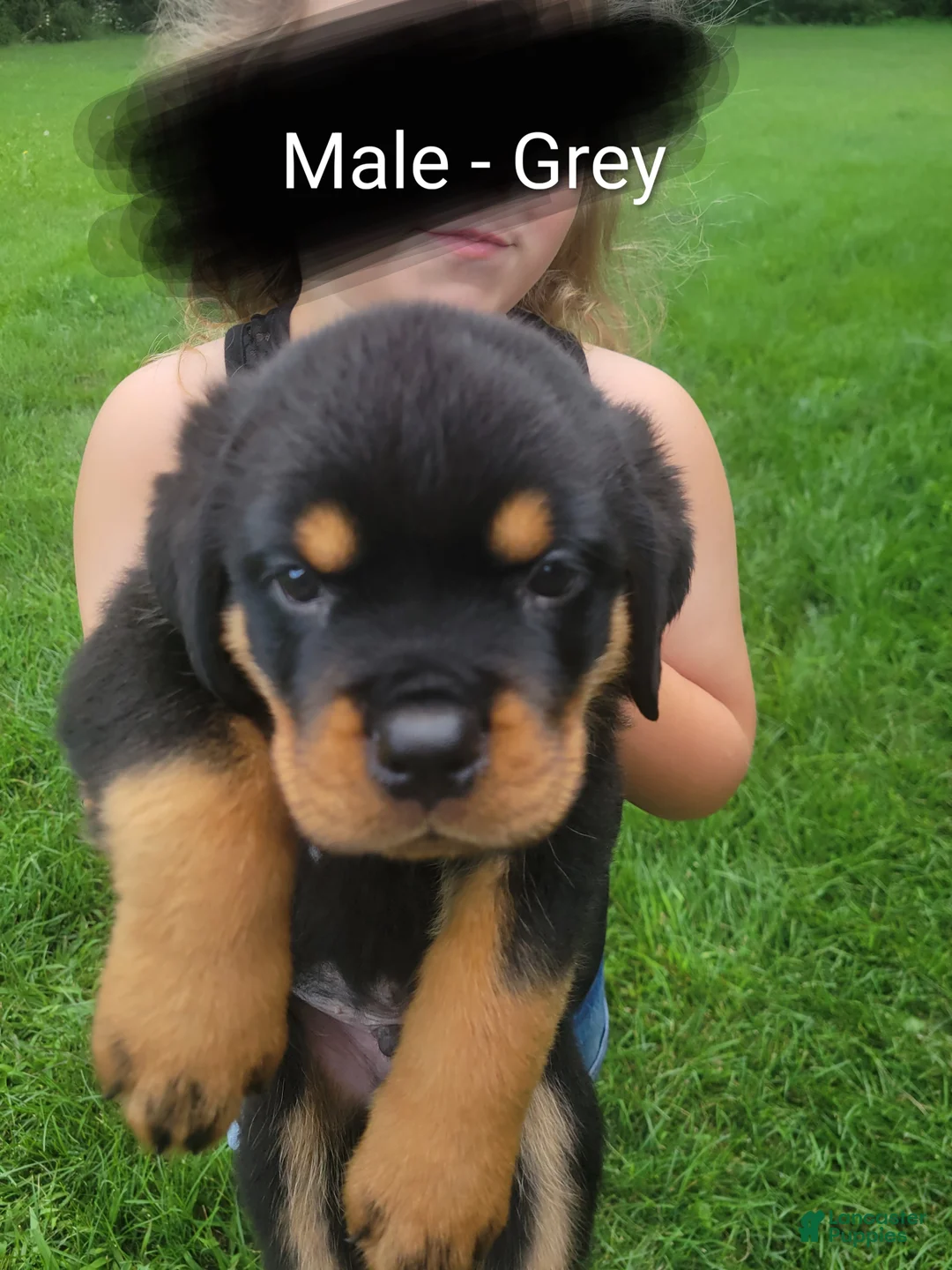 Rottweiler dogs for sale: Rottweiler- Male Grey - Ad 2