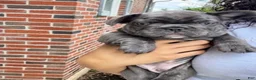 French Bulldog dogs for sale: French Bulldog Puppy 1 - Ad 2